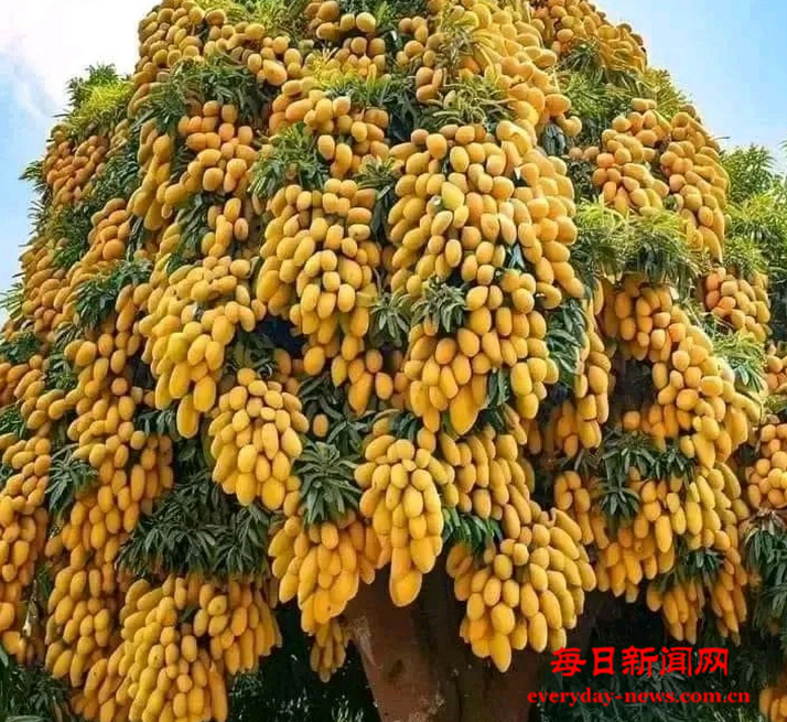 芒果111111111111111.png