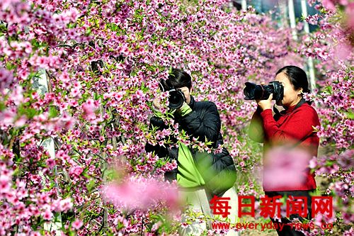 万荣：大棚桃花开